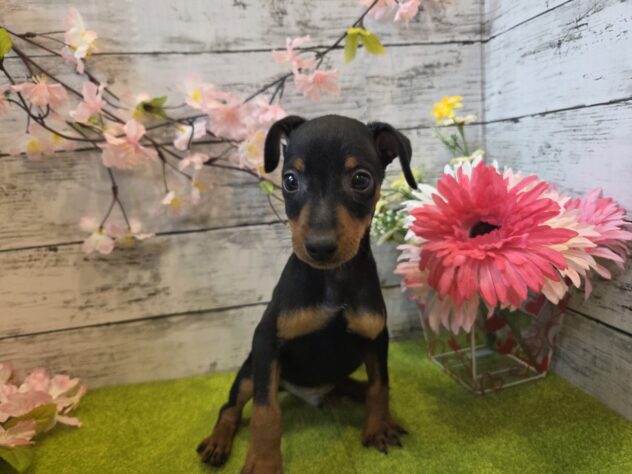 広島県のミニチュアピンシャー (アミーゴ五日市店/2025年12月29日生まれ/男の子/ブラックタン)の子犬の1枚目の画像