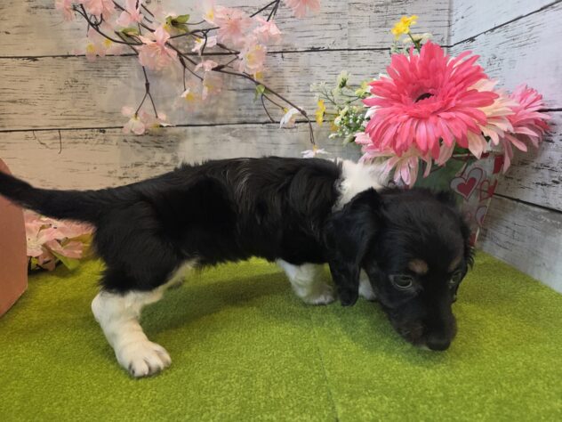 広島県のミニチュアダックスフンド(ロング) (アミーゴ五日市店/2025年12月29日生まれ/女の子/11 その他の毛色)の子犬の3枚目の画像