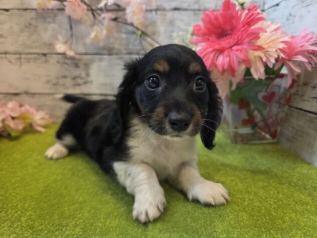 広島県のミニチュアダックスフンド(ロング) (アミーゴ五日市店/2025年12月29日生まれ/女の子/11 その他の毛色)の子犬の2枚目の画像