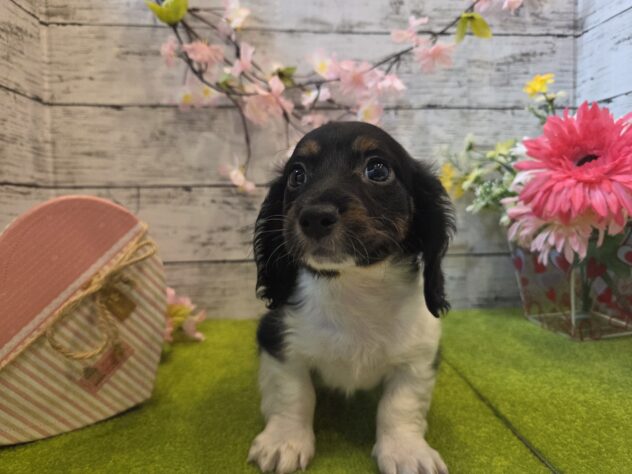 広島県のミニチュアダックスフンド(ロング) (アミーゴ五日市店/2025年12月29日生まれ/女の子/11 その他の毛色)の子犬