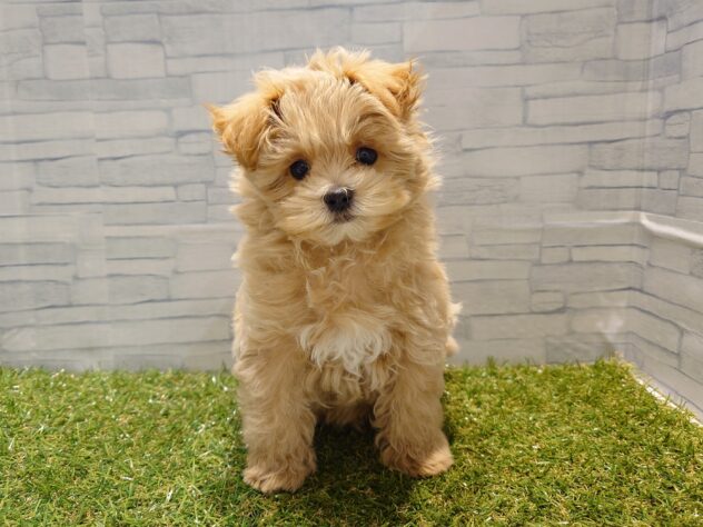 新潟県のハーフ犬・ミックス犬 (アミーゴ新発田店/2025年12月7日生まれ/男の子/アプリコット)の子犬の1枚目の画像