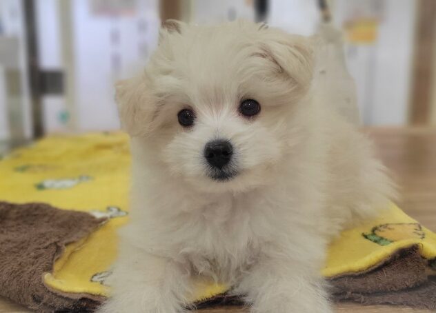 福島県のハーフ犬・ミックス犬 (アミーゴ須賀川店/2025年12月12日生まれ/女の子/クリーム)の子犬