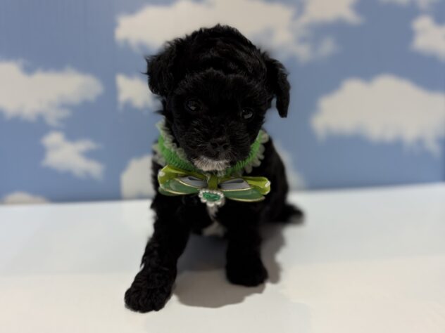 山形県のハーフ犬・ミックス犬 (アミーゴ山形南店/2025年12月9日生まれ/男の子/ブラックホワイト)の子犬の1枚目の画像