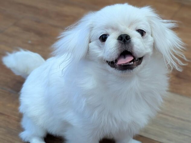 福島県のペキニーズ (アミーゴ福島南店/2025年9月21日生まれ/男の子/ホワイト)の子犬の1枚目の画像