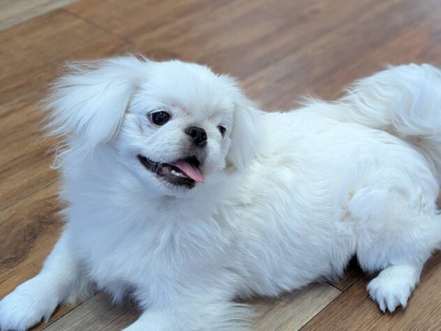 福島県のペキニーズ (アミーゴ福島南店/2025年9月21日生まれ/男の子/ホワイト)の子犬の2枚目の画像