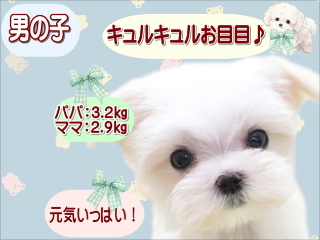 大阪府のマルチーズ (アミーゴ鳳店/2025年12月23日生まれ/男の子/ホワイト)の子犬の1枚目の画像