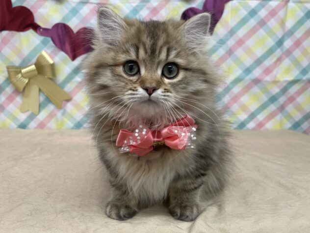 山形県のペルシャ (アミーゴ酒田店/2025年10月13日生まれ/女の子/チンチラゴールデン)の子猫