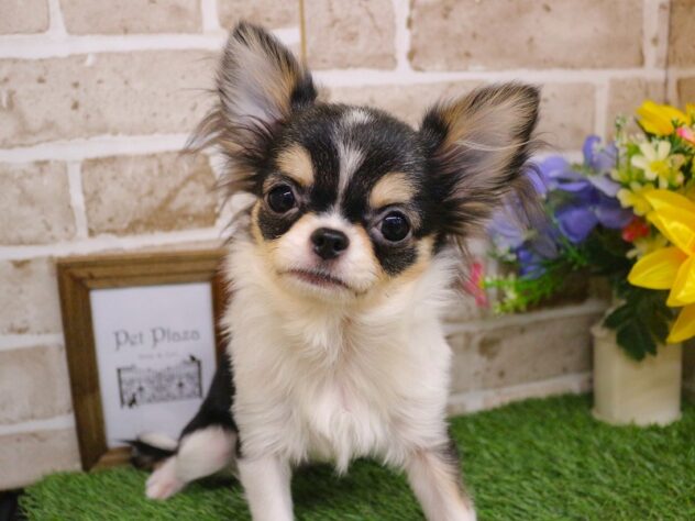 兵庫県のチワワ(ロング) (ペット・プラザ アミーゴ神戸西店/2025年8月16日生まれ/女の子/ブラッククリームホワイト)の子犬の1枚目の画像