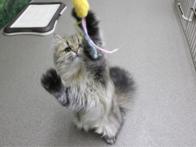 兵庫県のペルシャ (ペット・プラザ アミーゴ明石魚住店/2025年8月10日生まれ/男の子/チンチラゴールデン)の子猫の2枚目の画像