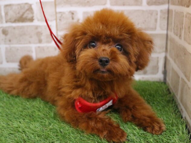 兵庫県のトイプードル(トイ) (ペット・プラザ アミーゴ神戸西店/2025年9月11日生まれ/女の子/レッドフォーン)の子犬の1枚目の画像