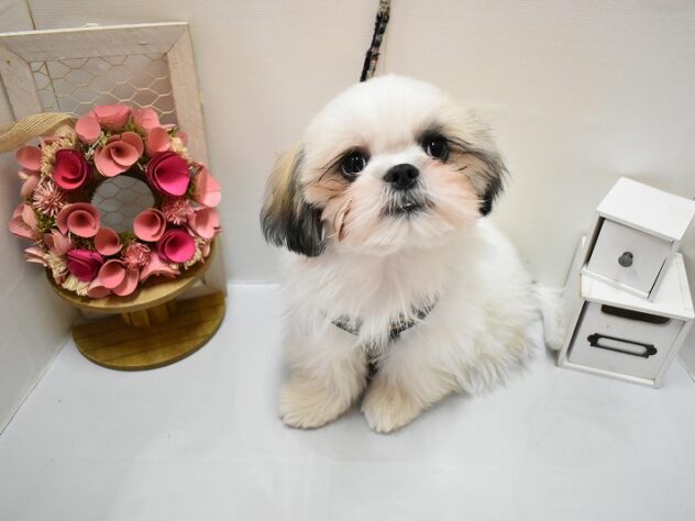 大阪府のシーズー (ペット・プラザ アミーゴ豊中服部店/2025年9月15日生まれ/男の子/ホワイトゴールド)の子犬の2枚目の画像