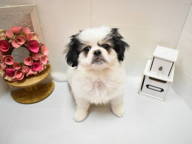 兵庫県のチワペキ/ペキチー/ペキチワ(チワワ×ペキニーズ) (ペット・プラザ アミーゴ明石魚住店/2025年10月7日生まれ/男の子/トライカラー)の子犬の2枚目の画像