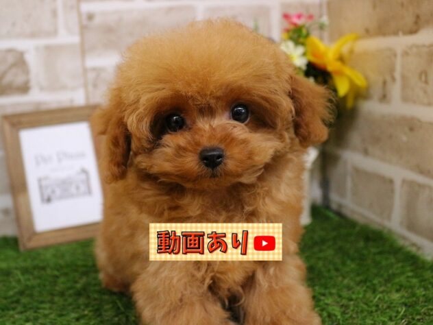 兵庫県のトイプードル(トイ) (ペット・プラザ アミーゴ神戸西店/2025年10月13日生まれ/男の子/レッドフォーン)の子犬の1枚目の画像