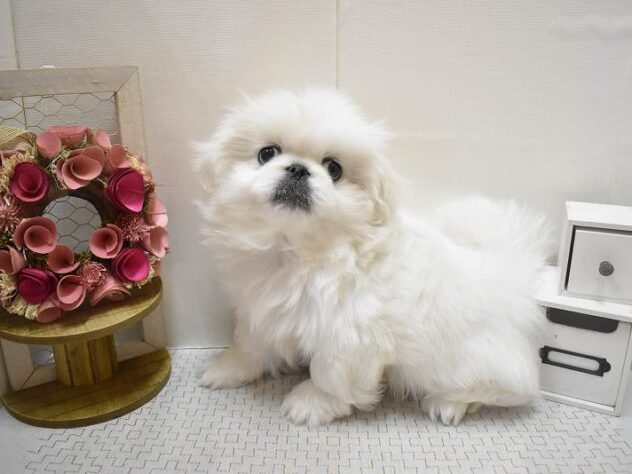 兵庫県のペキニーズ (ペット・プラザ アミーゴ尼崎昭和通店/2025年10月15日生まれ/男の子/ホワイト)の子犬の2枚目の画像