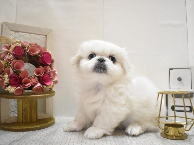 兵庫県のペキニーズ (ペット・プラザ アミーゴ尼崎昭和通店/2025年10月15日生まれ/男の子/ホワイト)の子犬の4枚目の画像