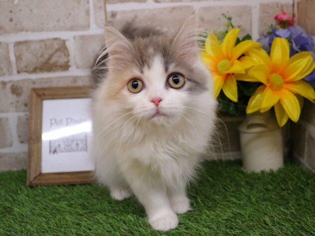 兵庫県のサイベリアン (ペット・プラザ アミーゴ神戸西店/2025年10月13日生まれ/女の子/ダイリュートキャリコ)の子猫の1枚目の画像