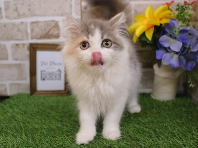 兵庫県のサイベリアン (ペット・プラザ アミーゴ神戸西店/2025年10月13日生まれ/女の子/ダイリュートキャリコ)の子猫の2枚目の画像