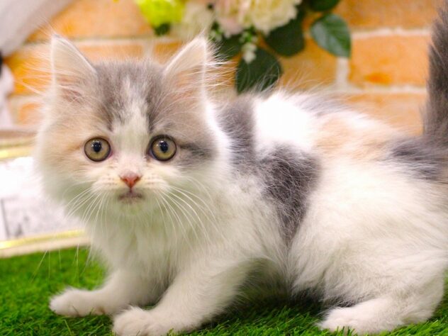 兵庫県のサイベリアン (ペット・プラザ アミーゴ神戸西店/2025年10月13日生まれ/女の子/ダイリュートキャリコ)の子猫の3枚目の画像