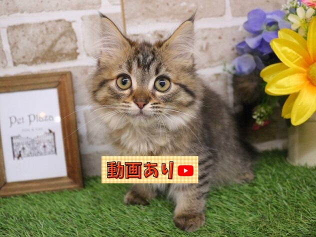 兵庫県のミヌエット (ペット・プラザ アミーゴ神戸西店/2025年10月10日生まれ/女の子/ブラウンタビー)の子猫の1枚目の画像