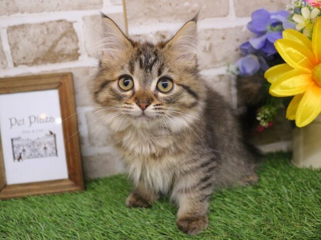 兵庫県のミヌエット (ペット・プラザ アミーゴ神戸西店/2025年10月10日生まれ/女の子/ブラウンタビー)の子猫の1枚目の画像