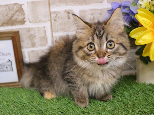 兵庫県のミヌエット (ペット・プラザ アミーゴ神戸西店/2025年10月10日生まれ/女の子/ブラウンタビー)の子猫の2枚目の画像