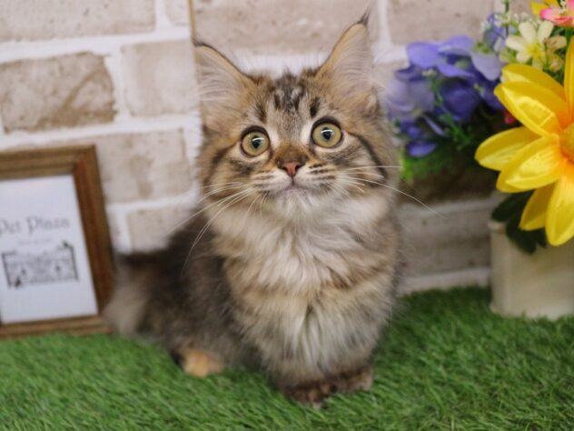 兵庫県のミヌエット (ペット・プラザ アミーゴ神戸西店/2025年10月10日生まれ/女の子/ブラウンタビー)の子猫の3枚目の画像