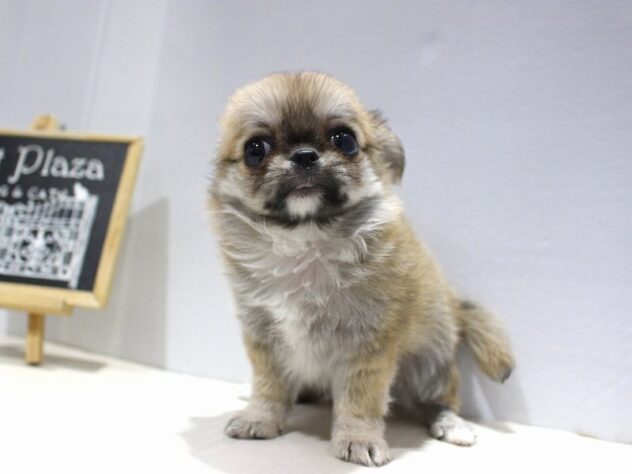 兵庫県のチワワ(ロング) (ペット・プラザ アミーゴ加古川店/2025年10月24日生まれ/男の子/レッド)の子犬の3枚目の画像