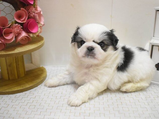 兵庫県のチワペキ/ペキチー/ペキチワ(チワワ×ペキニーズ) (ペット・プラザ アミーゴ明石魚住店/2025年10月7日生まれ/男の子/トライカラー)の子犬の3枚目の画像