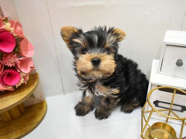 兵庫県のヨークシャーテリア (ペット・プラザ アミーゴ尼崎昭和通店/2025年11月20日生まれ/男の子/スチールブルータン)の子犬の2枚目の画像