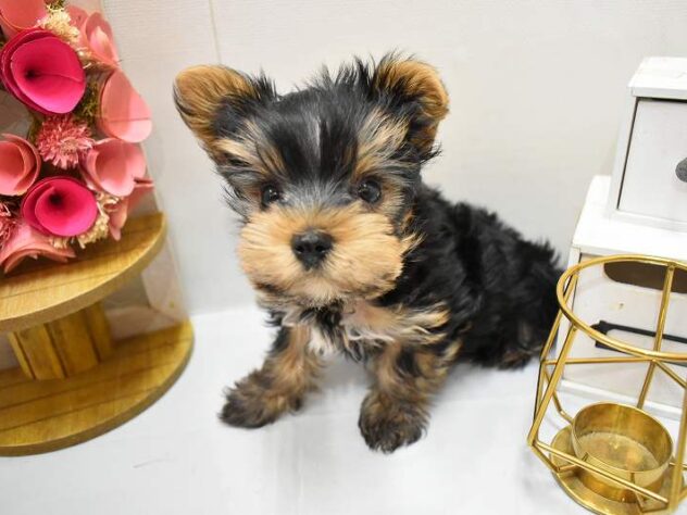 兵庫県のヨークシャーテリア (ペット・プラザ アミーゴ尼崎昭和通店/2025年11月20日生まれ/男の子/スチールブルータン)の子犬の3枚目の画像