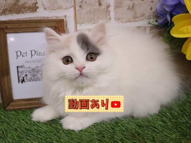 兵庫県のブリティッシュロングヘアー (ペット・プラザ アミーゴ神戸西店/2025年11月11日生まれ/女の子/ダイリュートキャリコ)の子猫の1枚目の画像