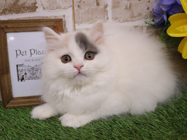兵庫県のブリティッシュロングヘアー (ペット・プラザ アミーゴ神戸西店/2025年11月11日生まれ/女の子/ダイリュートキャリコ)の子猫の1枚目の画像