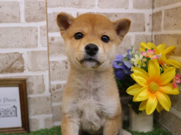 兵庫県の柴犬(標準サイズ) (ペット・プラザ アミーゴ神戸西店/2025年11月17日生まれ/男の子/赤)の子犬の1枚目の画像