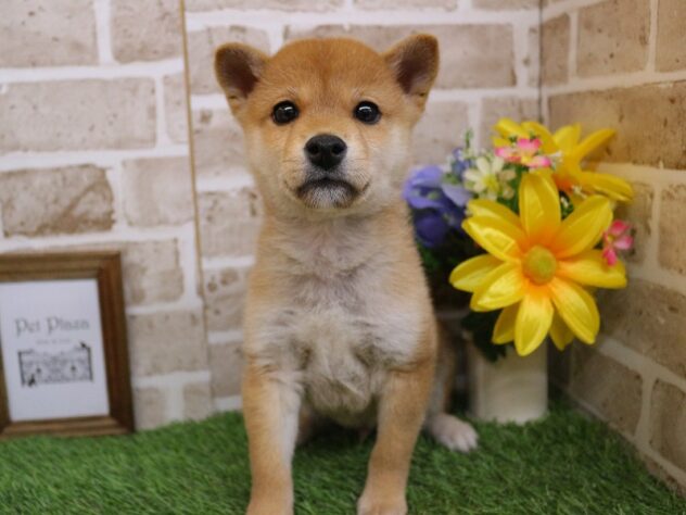 兵庫県の柴犬(標準サイズ) (ペット・プラザ アミーゴ神戸西店/2025年11月17日生まれ/男の子/赤)の子犬の2枚目の画像