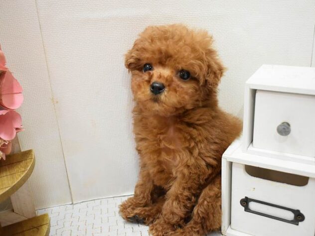 兵庫県のトイプードル(トイ) (ペット・プラザ アミーゴ尼崎昭和通店/2025年11月12日生まれ/男の子/レッドフォーン)の子犬の3枚目の画像