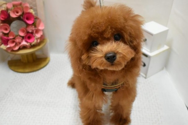 大阪府のトイプードル(トイ) (ペット・プラザ アミーゴ豊中服部店/2025年11月24日生まれ/女の子/レッド)の子犬の1枚目の画像