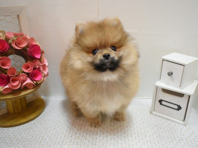 大阪府のポメラニアン (ペット・プラザ アミーゴ豊中服部店/2025年12月4日生まれ/男の子/オレンジ)の子犬の1枚目の画像