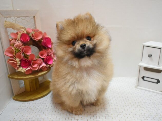 大阪府のポメラニアン (ペット・プラザ アミーゴ豊中服部店/2025年12月4日生まれ/男の子/オレンジ)の子犬の3枚目の画像