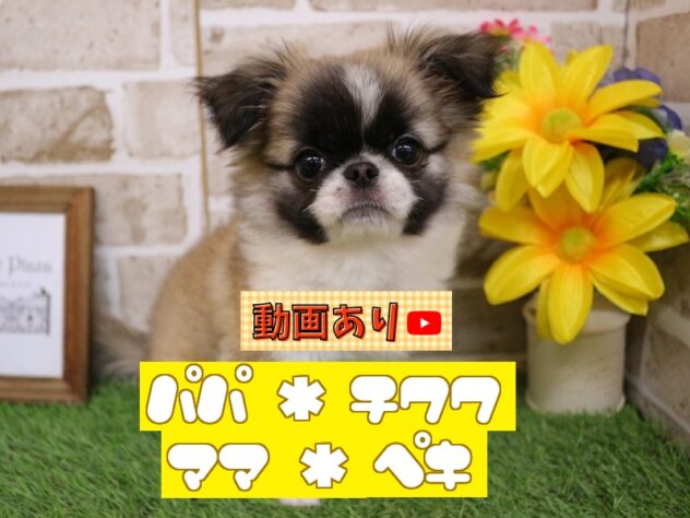 兵庫県のチワペキ/ペキチー/ペキチワ(チワワ×ペキニーズ) (ペット・プラザ アミーゴ神戸西店/2025年11月26日生まれ/女の子/フォーンホワイト)の子犬の1枚目の画像