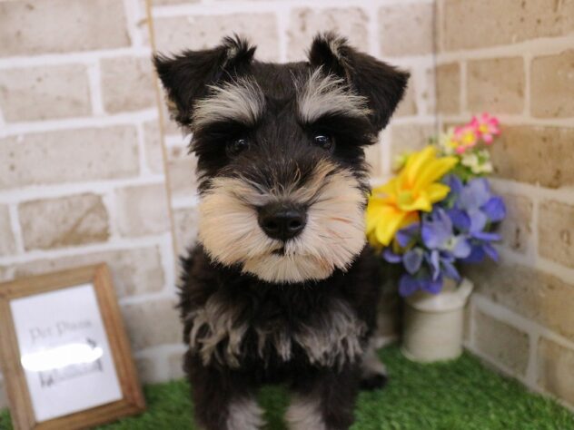 兵庫県のミニチュアシュナウザー (ペット・プラザ アミーゴ神戸西店/2025年11月30日生まれ/男の子/ブラックシルバー)の子犬の2枚目の画像