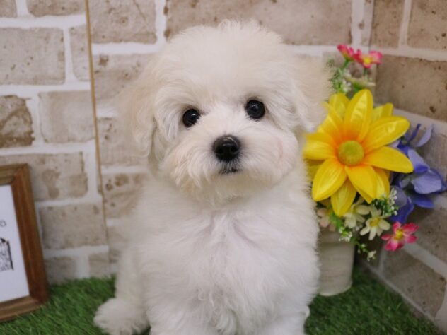 兵庫県のビションフリーゼ (ペット・プラザ アミーゴ神戸西店/2025年11月29日生まれ/女の子/ホワイト)の子犬の1枚目の画像