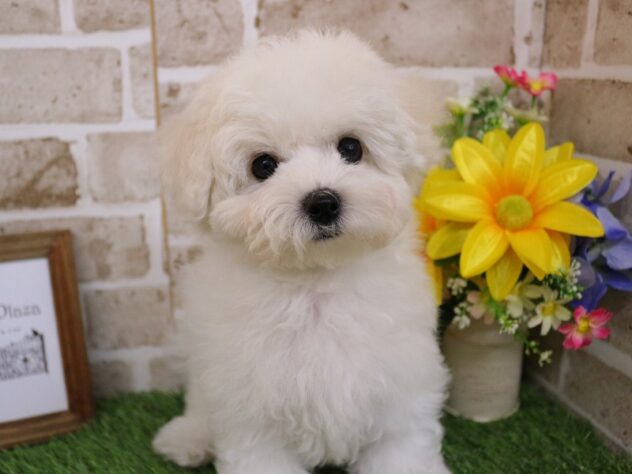 兵庫県のビションフリーゼ (ペット・プラザ アミーゴ神戸西店/2025年11月29日生まれ/女の子/ホワイト)の子犬の2枚目の画像