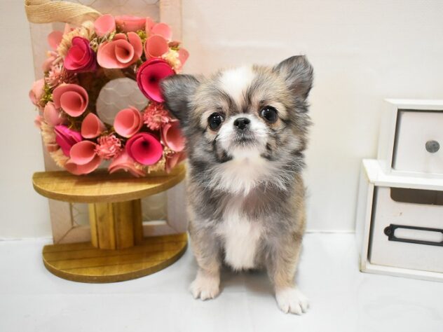 大阪府のチワワ(ロング) (ペット・プラザ アミーゴ豊中服部店/2025年11月27日生まれ/男の子/レッドホワイト)の子犬の2枚目の画像