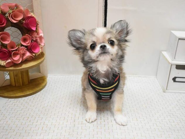 大阪府のチワワ(ロング) (ペット・プラザ アミーゴ豊中服部店/2025年11月27日生まれ/男の子/レッドホワイト)の子犬の2枚目の画像