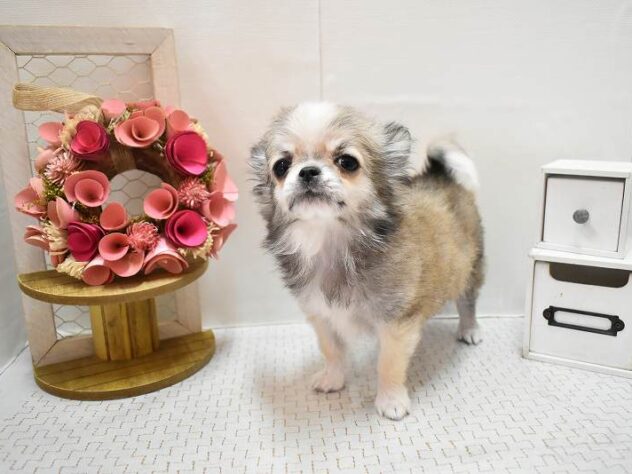 大阪府のチワワ(ロング) (ペット・プラザ アミーゴ豊中服部店/2025年11月27日生まれ/男の子/レッドホワイト)の子犬の1枚目の画像