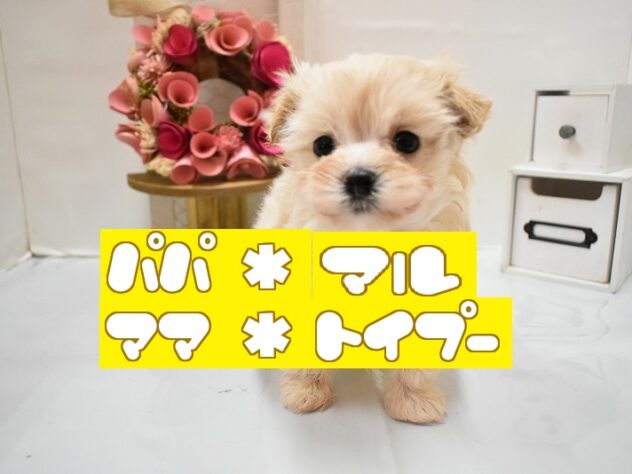 大阪府のマルプー(マルチーズ×プードル) (ペット・プラザ アミーゴ豊中服部店/2025年12月5日生まれ/女の子/クリーム)の子犬の1枚目の画像