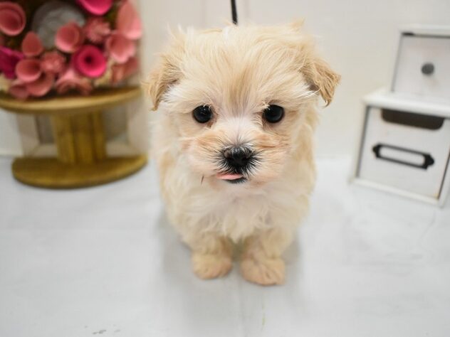 大阪府のマルプー(マルチーズ×プードル) (ペット・プラザ アミーゴ豊中服部店/2025年12月5日生まれ/女の子/クリーム)の子犬の2枚目の画像