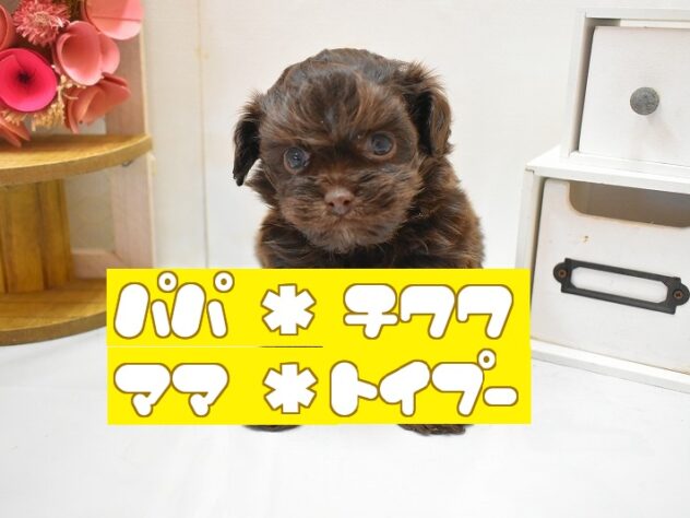 大阪府のチワプー/プーチー(チワワ×プードル) (ペット・プラザ アミーゴ豊中服部店/2025年12月4日生まれ/男の子/チョコレート)の子犬
