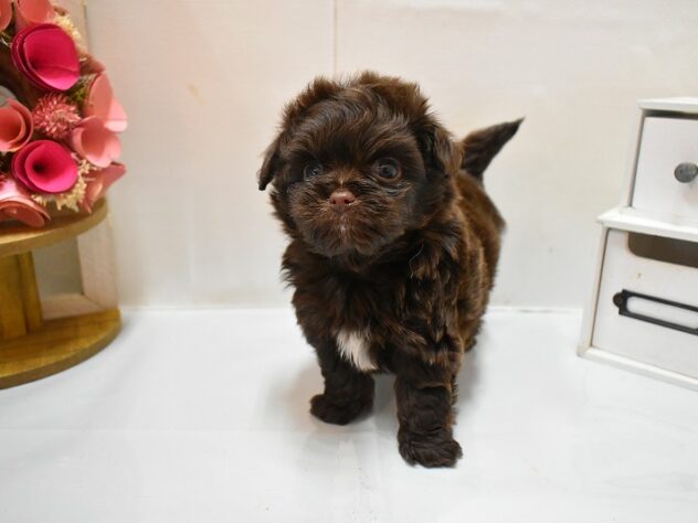 大阪府のチワプー/プーチー(チワワ×プードル) (ペット・プラザ アミーゴ豊中服部店/2025年12月4日生まれ/男の子/チョコレート)の子犬の2枚目の画像