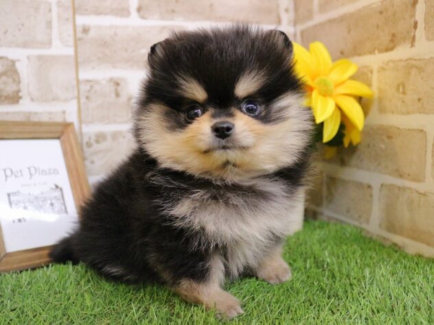 兵庫県のポメラニアン (ペット・プラザ アミーゴ神戸西店/2025年12月6日生まれ/男の子/ブラックタン)の子犬の3枚目の画像